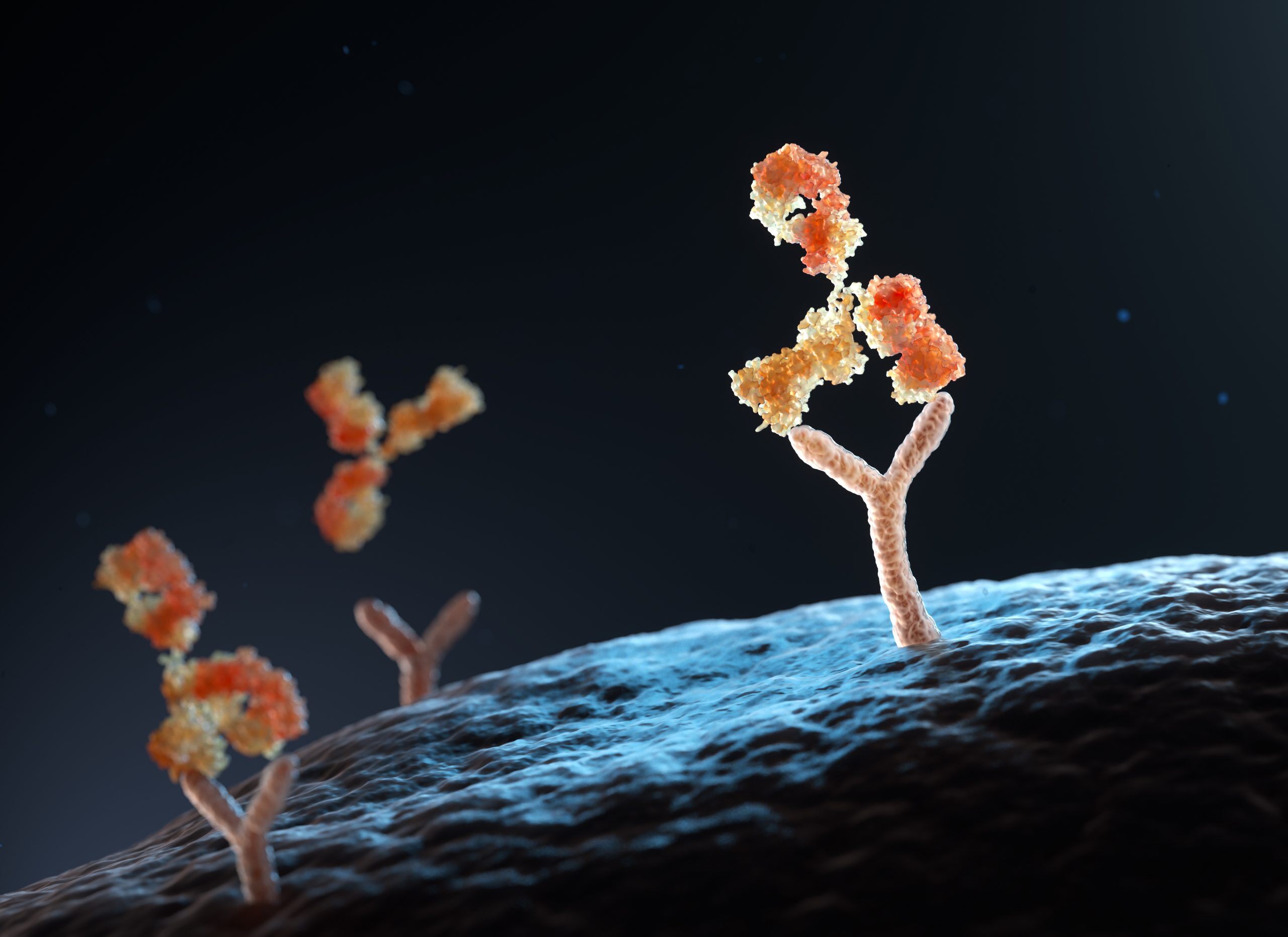 Antibody binding to human cell receptors