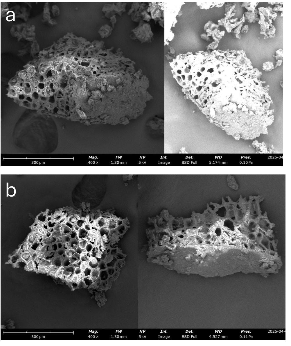 Figure 7: SEM images of coarse ground of a) medium roast and b) dark roast coffee powder Figure 7: SEM images of coarse ground of a) medium roast and b) dark roast coffee powder