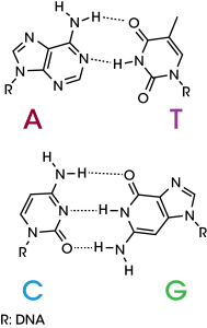 Figure 1. The DNA double helix consists of Watson-Crick hydrogen bonding interactions between adenine and thymine and cytosine and guanine.