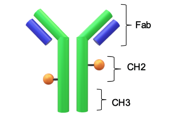 Figure 1. Cartoon of an ADC with two linkers (black) and two cytotoxic drugs (yellow). The drugs are attached to the CH2 domain.