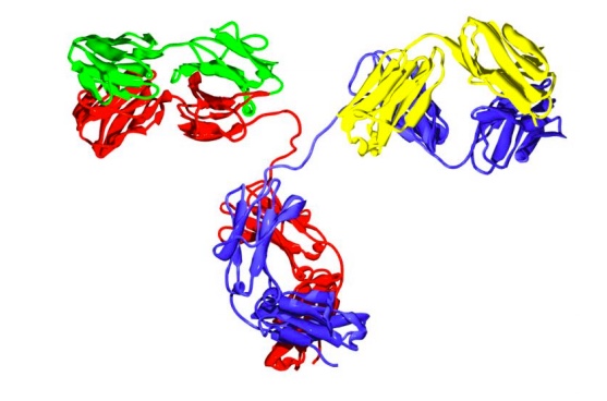 Figure 1. Structure of an IgG antibody. The red and the blue ribbons represent the heavy chains, which define the class of the antibody, and the green and yellow, the light chain portion (2).