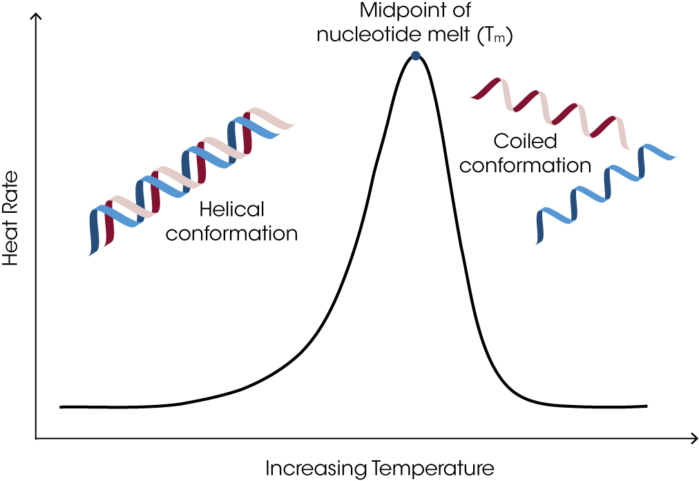 Figure 1. Representative schematic showing a DNA denaturation profile obtained via DSC analysis. Prior to the denaturation (melt) event, an oligonucleotide exists in its canonical double helical structure and at elevated temperatures it exists in the single stranded coil form. When referring to oligo denaturation studies, the melting temperature (Tm) and temperature at peak maximum (Tmax) are often used interchangeably. Figure 1. Representative schematic showing a DNA denaturation profile obtained via DSC analysis. Prior to the denaturation (melt) event, an oligonucleotide exists in its canonical double helical structure and at elevated temperatures it exists in the single stranded coil form. When referring to oligo denaturation studies, the melting temperature (Tm) and temperature at peak maximum (Tmax) are often used interchangeably.