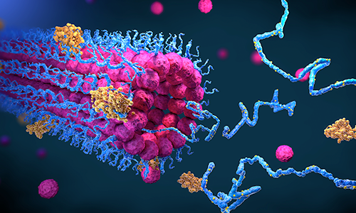 Recombinent Proteins
