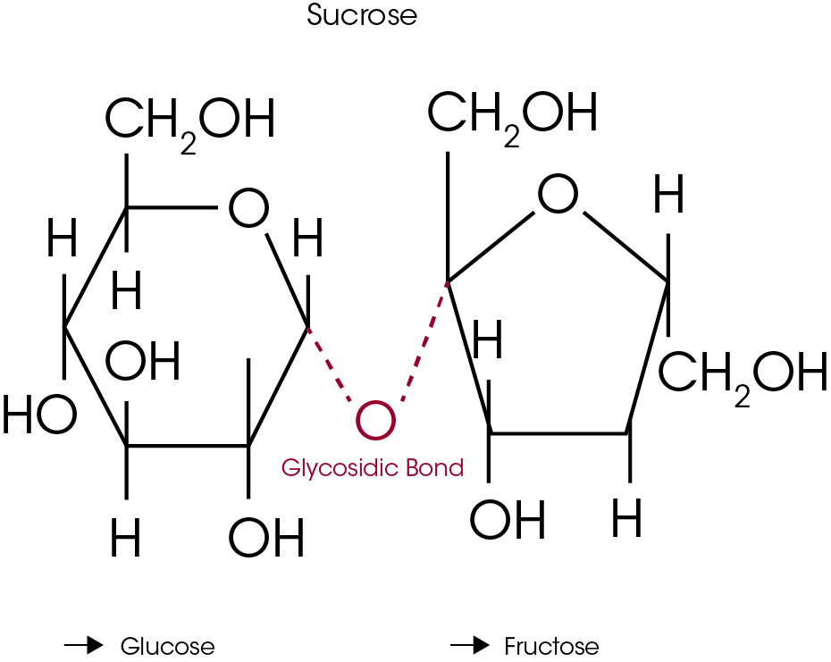 Figure 3: The chemical structure of sucrose is shown above. Hydrolysis involves breaking of the Glycosidic bond and formation of the decomposition products, glucose and fructose. Since neither of these materials are volatile, no weight loss is detected by TGA.